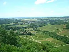 平野とブドウ畑の景色