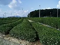 茶の生産が盛んな牧之原台地