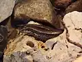 Chalcides viridanus（英語版）