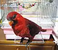 ベニインコ(Pseudeos cardinalis)