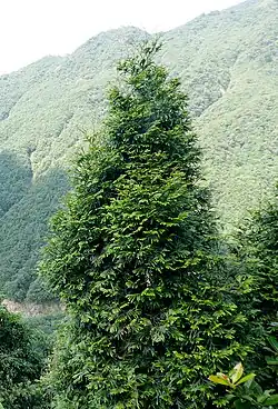 フッケンヒバ属の樹形