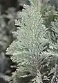 園芸品種 C. lawsoniana cv. "Ellwoodii" の葉