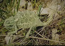チチュウカイカメレオン