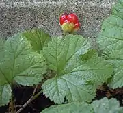 熟していないホロムイイチゴの実