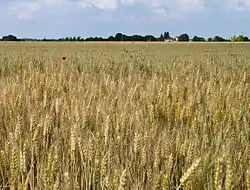 フランスの小麦畑