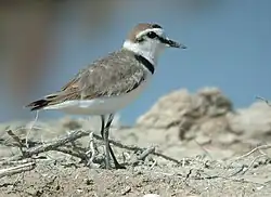 シロチドリCharadrius alexandrinus