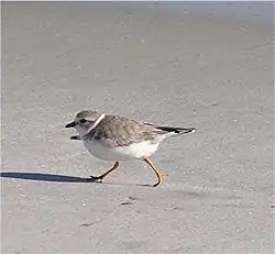 Charadrius melodus