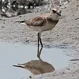 チドリ類(メダイチドリ)