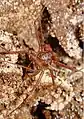 Charinus bichuetteae