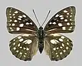 山口県産のオオムラサキのメス。明色の斑紋が黄色くならない遺伝型。西日本に多い。