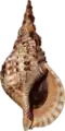 ホラガイ科ホラガイCharonia tritonis
