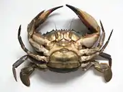 イシガニの腹(雌個体)