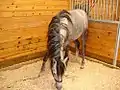 ボックスストールで飼われる馬