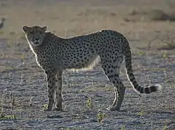 チーター