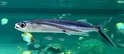 ツクシトビウオ