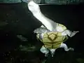 腹甲