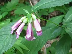 葉腋からでる花柄は短い。