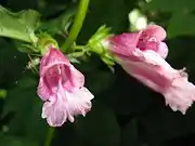 3裂した下唇の中央裂片は大きい。