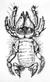 Chelypus sp.