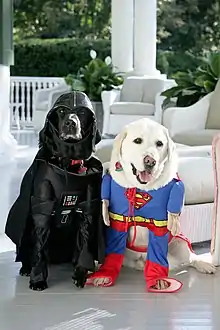 ハロウィーンでダース・ベイダーとスーパーマンのコスチュームのディック・チェイニーの飼い犬
