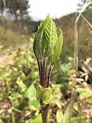 山菜としての「コシアブラ」