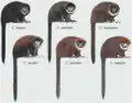 torquatus group（シロムネティティ属）の構成種