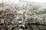 2015年(平成27年)の「今年の花」のイチヨウ