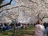 全米桜祭り(ワシントンD.C.)