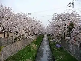 真間川の桜