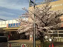 駅前で満開する「清張桜」(2014年3月)
