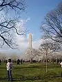 ワシントン記念塔近辺の桜