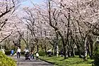 桜の園（2022年〈令和4年〉4月）