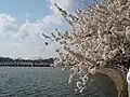 タイダルベイスン沿いの桜