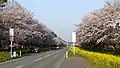 菜の花ロードと桜