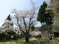22.藤路の桜