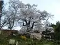 25.新田の桜