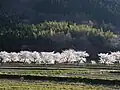 篠山川と河川争奪を演じた武庫川源流付近（丹波篠山市当野）
