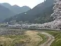 23.国道156号線沿いの桜