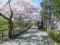 28.下呂駅周辺の桜