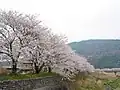 五十鈴川堤の桜