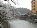 4.中橋周辺の桜