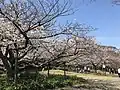 園内の桜