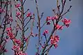 寒緋桜が満開