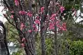 寒緋桜が満開