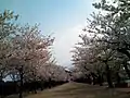 桜並木（2011年4月：東日本大震災によりぼんぼり設置なし）