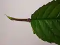 葉柄の蜜腺