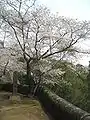 岡城公園(大分県竹田市)