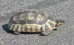 ソリガメC. angulata