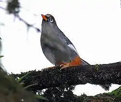 チャガシラガビチョウ