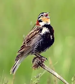 アカエリツメナガホオジロ